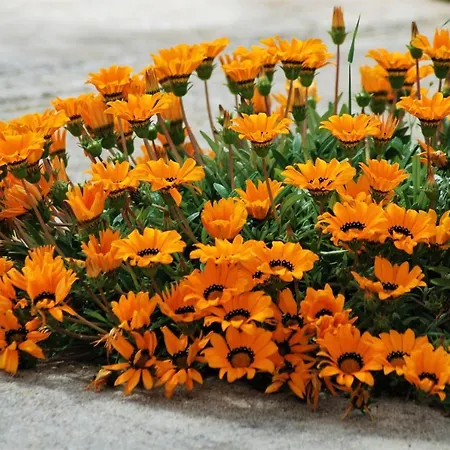 Prázdninový dům Spacious House In With Sea View