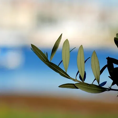 Spacious House In With Sea View