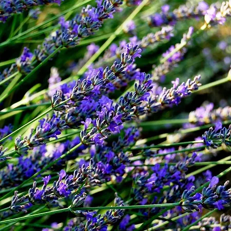 Spacious House In With Sea View Prázdninový dům